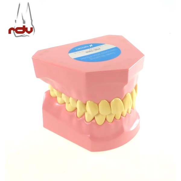 Nissin Zahnmodell Übergröße P3B-705B Prophylaxe